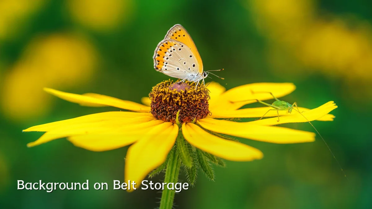 Background on Belt Storage