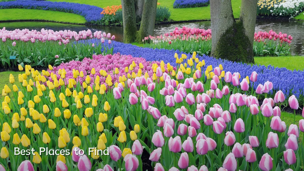 Best Places to Find